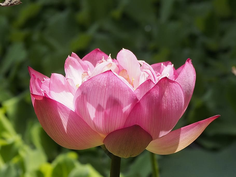 lotus, compound flap, pink, bloom, flower, flowering plant HD wallpaper