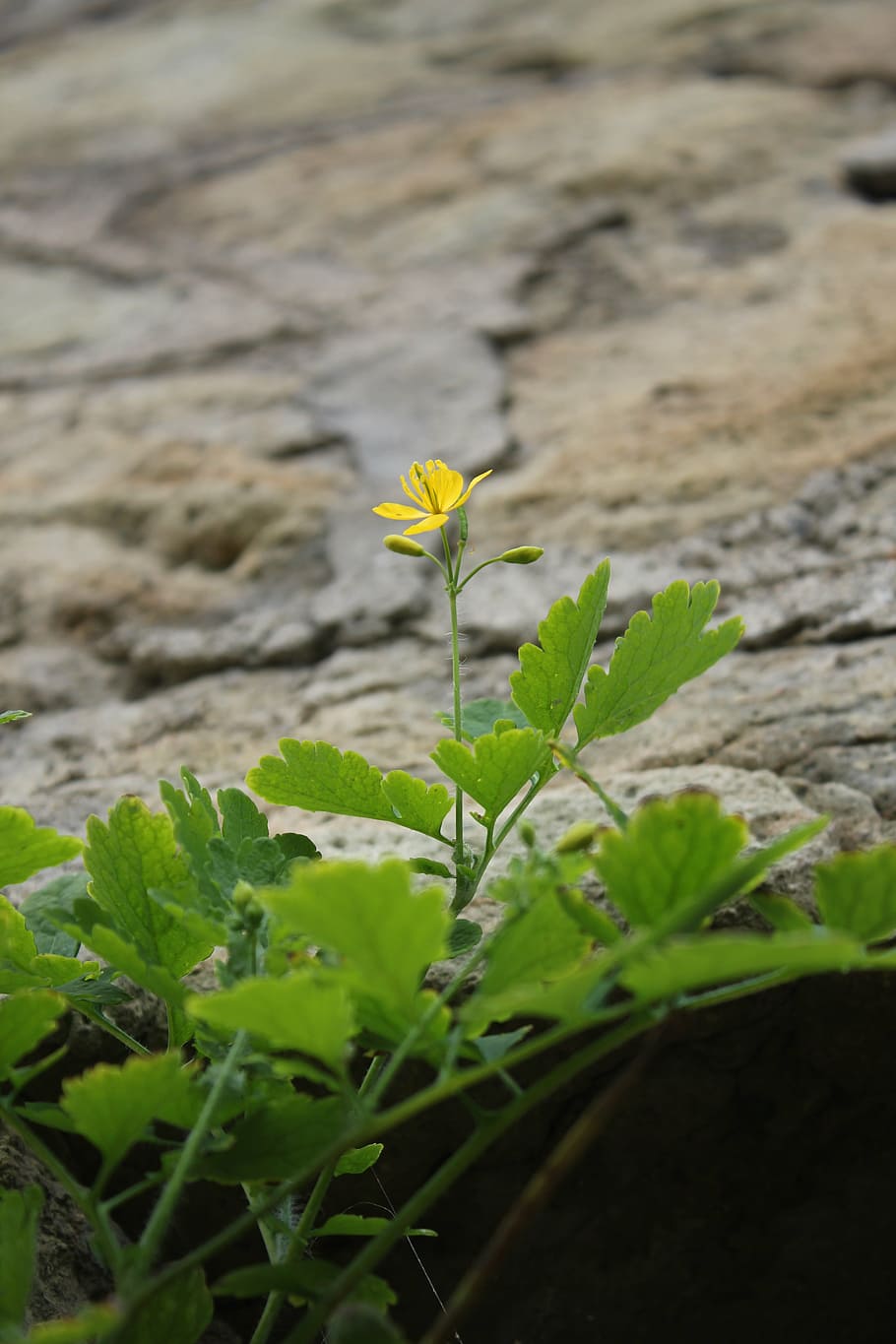 Rocked plants. Каменный цветок растение. Камни с растительностью. Растения Камнелюбы. Растение на камнях желтое.