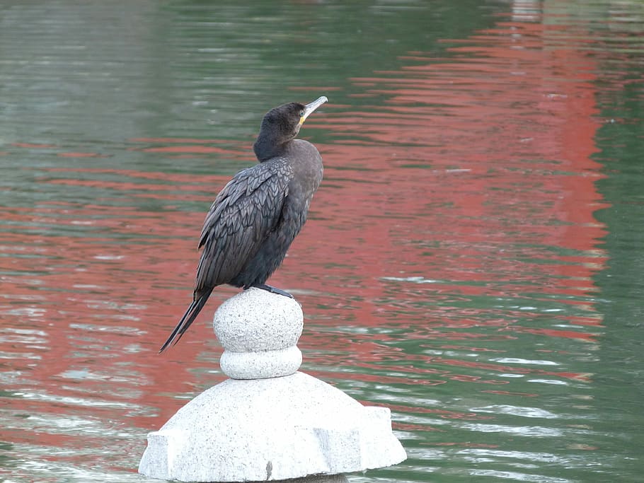 Ave, Nature, Water, bird, animal themes, animals in the wild HD wallpaper