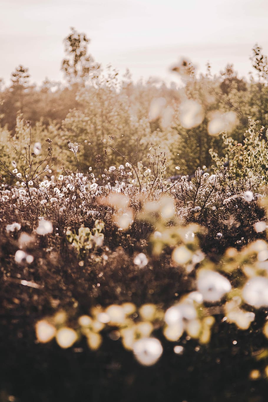 white flower field during daytime, close up photography of white flower field HD wallpaper