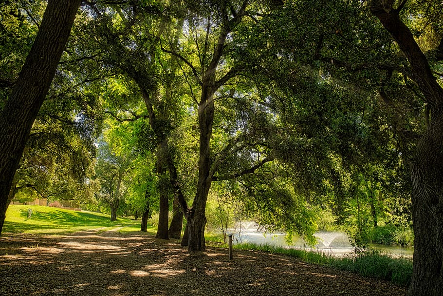 nature, trees, scene, summer, sunny, path, forest, sunbeam HD wallpaper