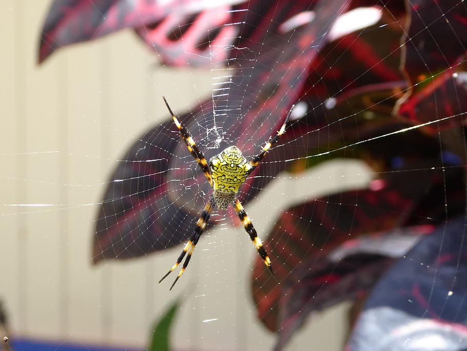 spider, black, yellow, web, spider web, spiderweb, insect, animal wildlife HD wallpaper