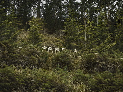 photography of brown sheeps near green grass during daytime, shallow focus photography of shirt sheep HD wallpaper