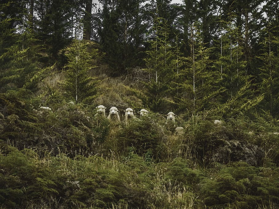 photography of brown sheeps near green grass during daytime, shallow focus photography of shirt sheep HD wallpaper