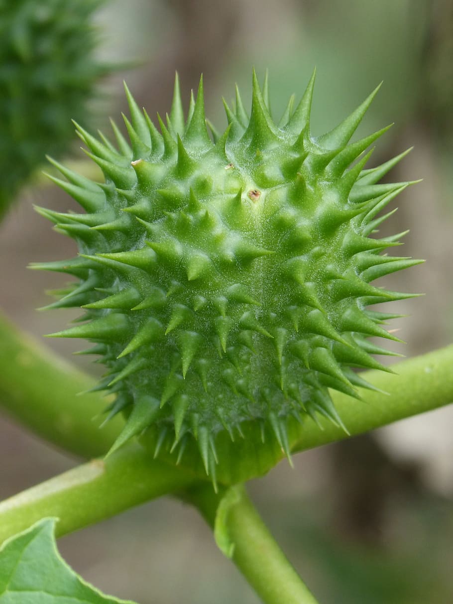 sheath, seed, capsule, skewers, stinging, green color, plant HD wallpaper