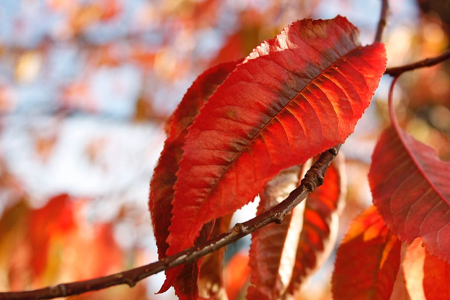 tree, plant, leaf, fall, close-up, no people, focus on foreground HD wallpaper