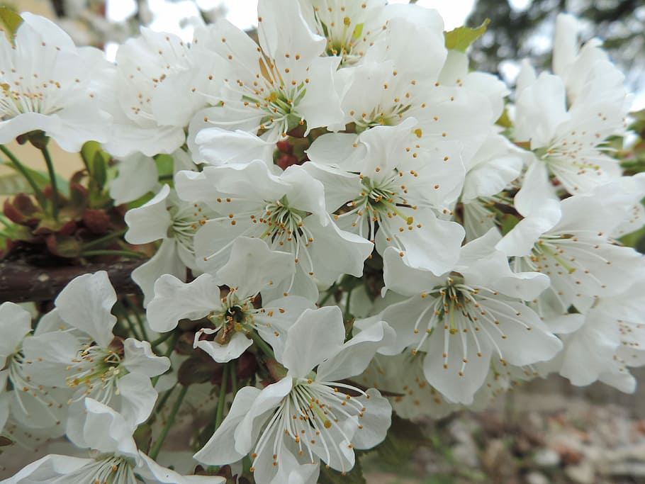 flower, flora, branch, tree, cherry, nature, garden, season HD wallpaper