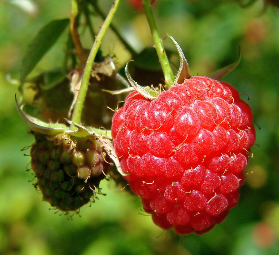 wild red raspberry, red fruit, ripe, unripe, sweet, food, healthy HD wallpaper