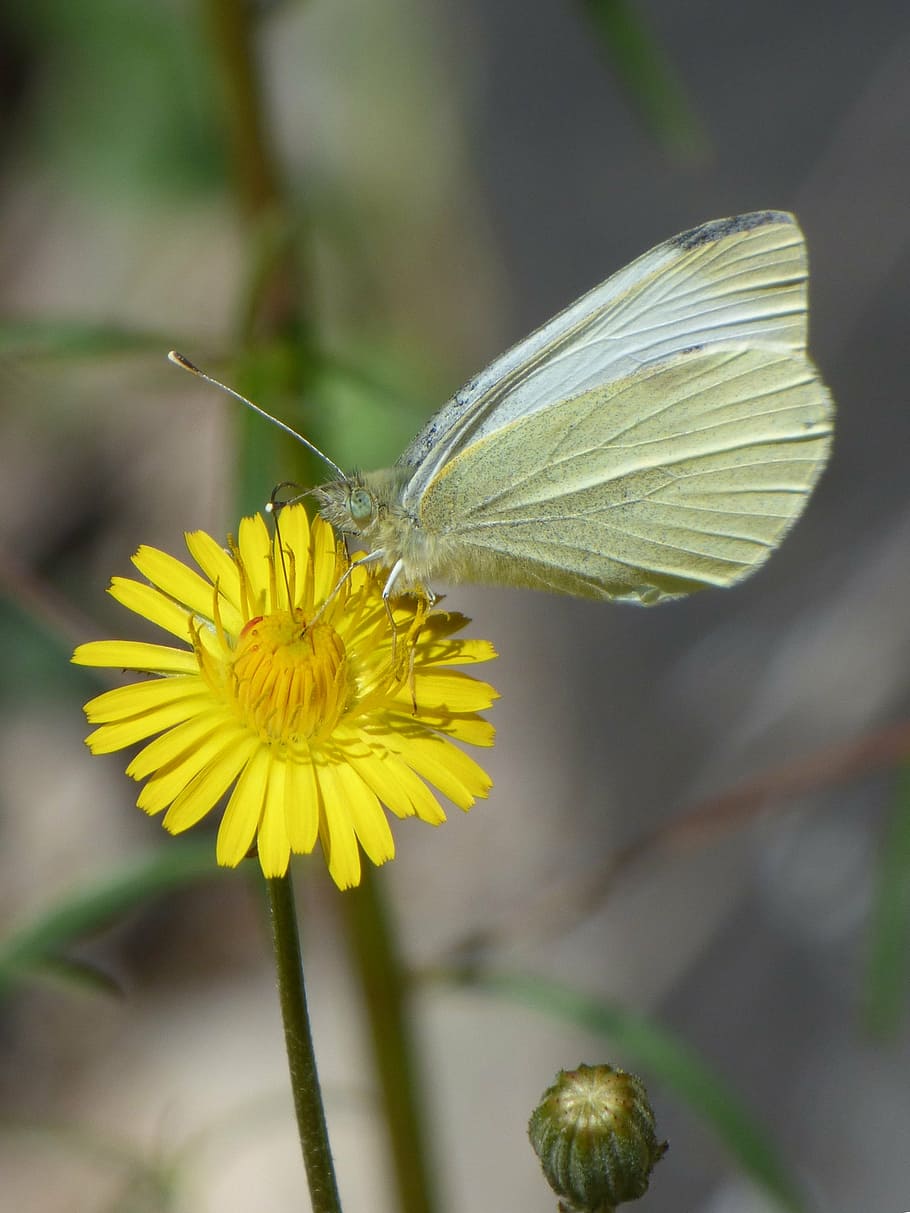 blanqueta cabbage, butterfly, libar, dandelion, pieris rapae HD wallpaper