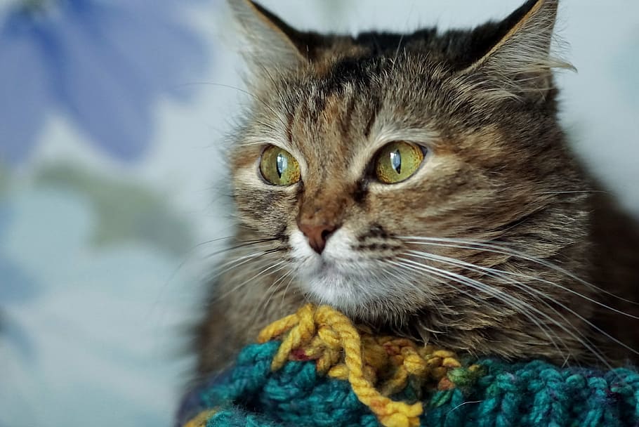 selective focus photography of cat, animals, cats, pets, fluffy cat HD wallpaper