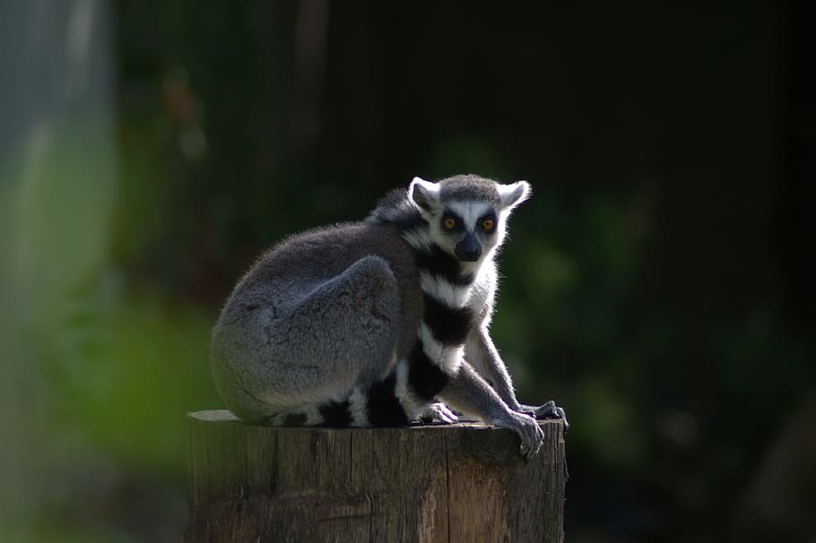 HD wallpaper: monkey, ring tailed lemur, zoo, animal, nature, cute ...