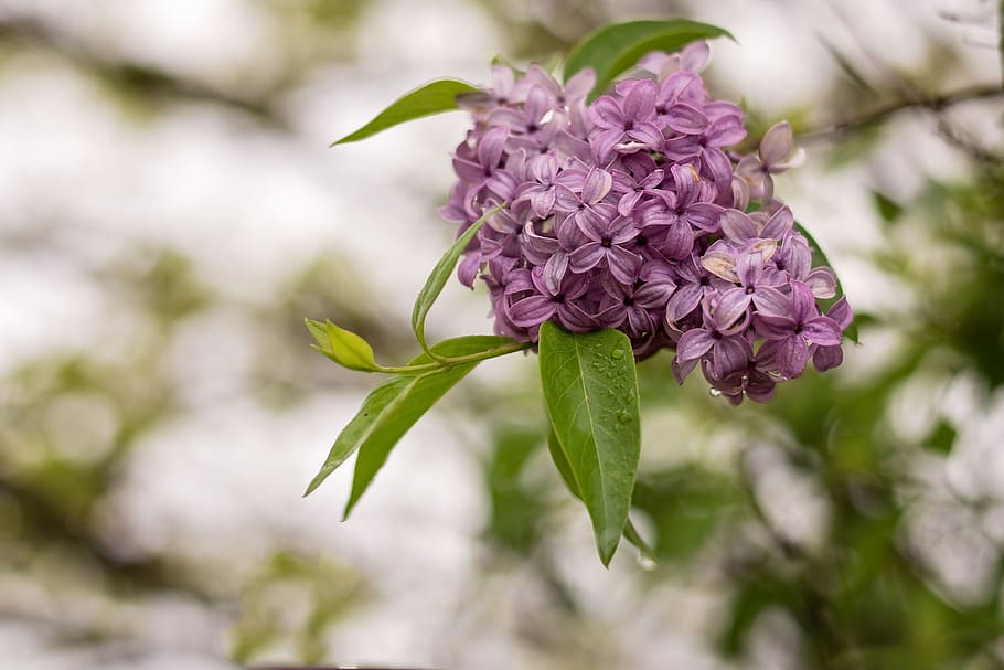 lilac, flower, white background, flowering plant, freshness HD wallpaper