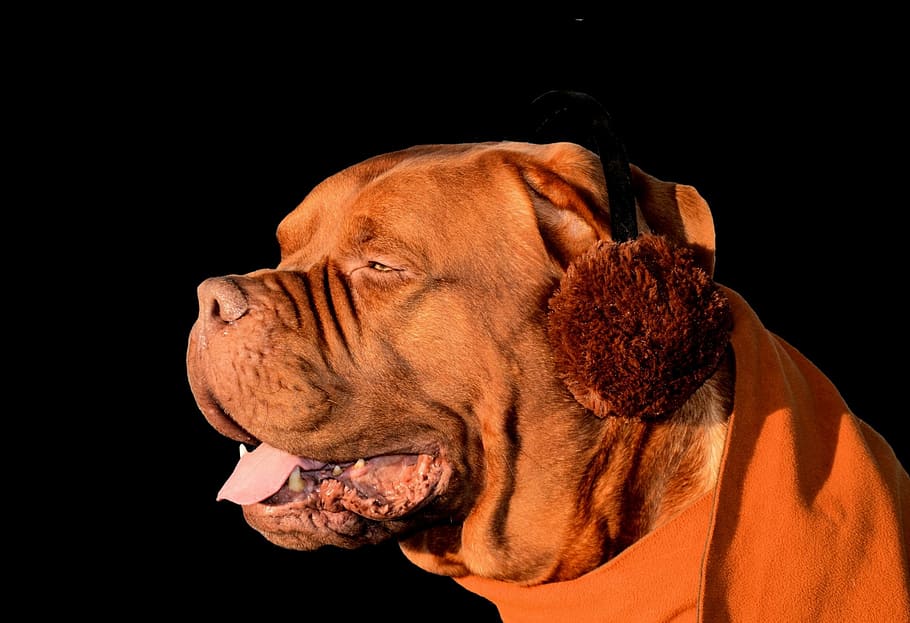 dog, ear muffs, fun, cute, pet, animal, domesticated, mammal HD wallpaper