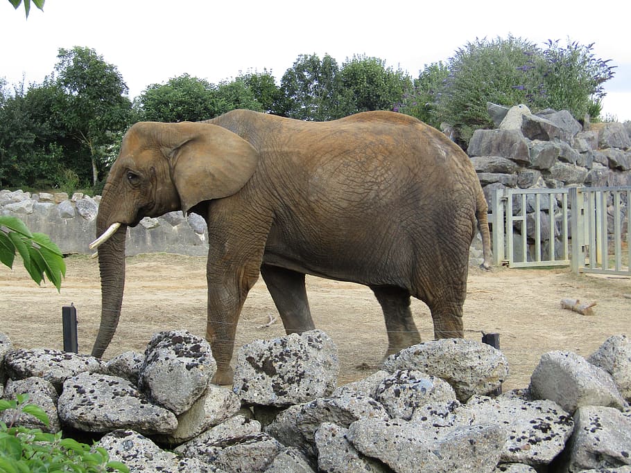 elephant, zoo, walking, solid, rock - object, animal themes HD wallpaper