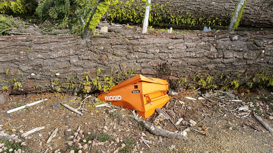 Smashed, Tree, Fall, Ironic, tree fall, tree smashed, beehive HD wallpaper
