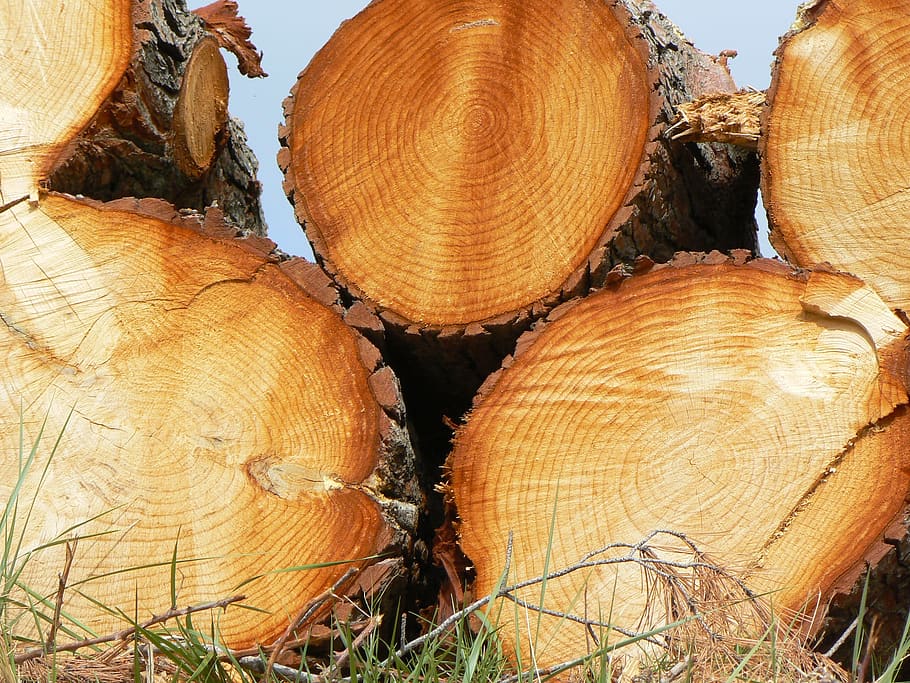 trunk, ring, wood, log in, tree, timber, lumber industry, forest HD wallpaper