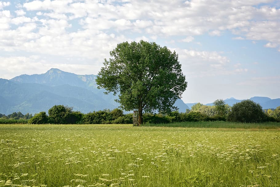 in distant photo of green leaf tree, individually, nature, meadow HD wallpaper