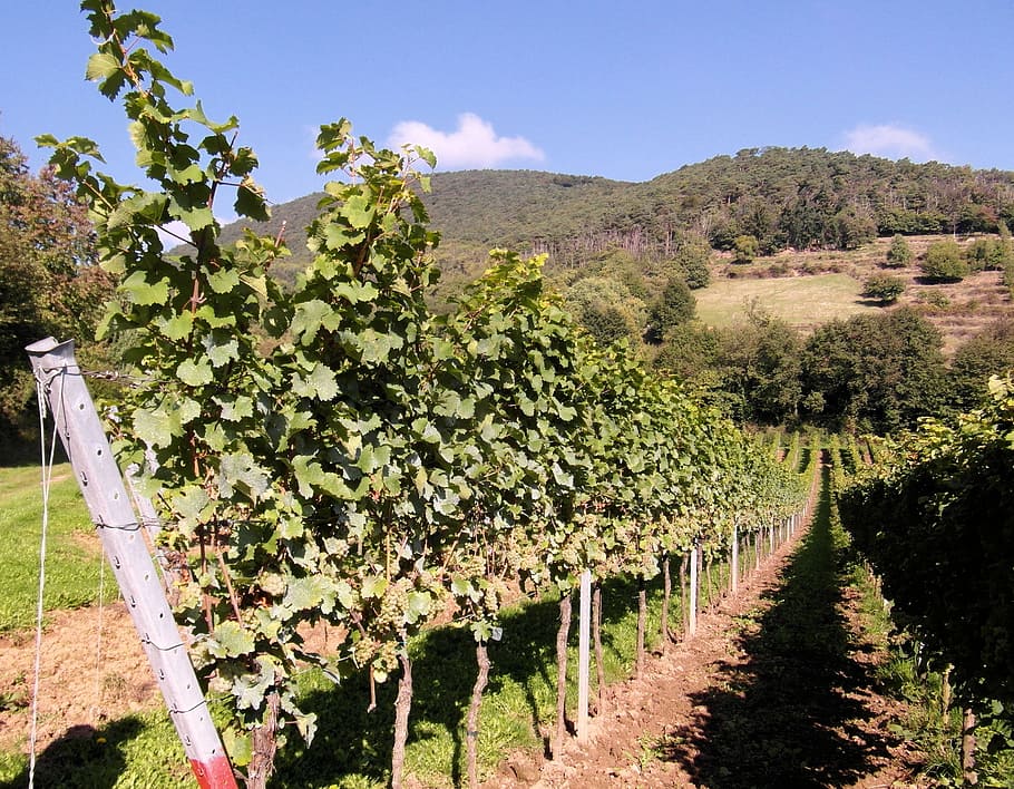 Harvest, New Wine, Vintage, wine harvest, vineyards, palatinate, HD wallpaper