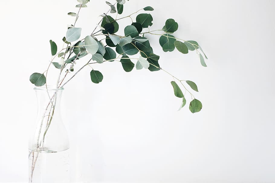 photo of green leaf plant and clear glass vase, still, items HD wallpaper
