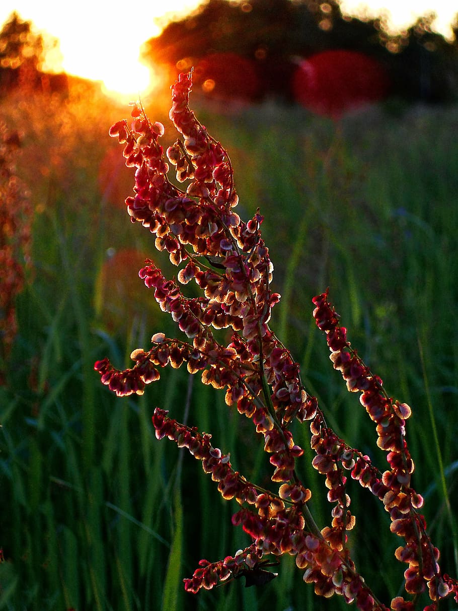 west-meadow-seeds-polyana.jpg