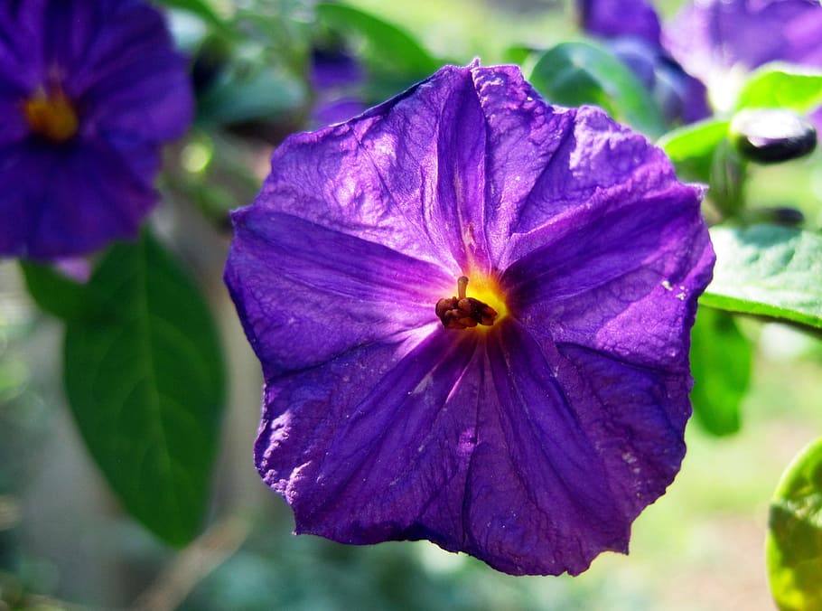 flower, purple, geometric shape, delicate, centr, yellow, potato bush HD wallpaper