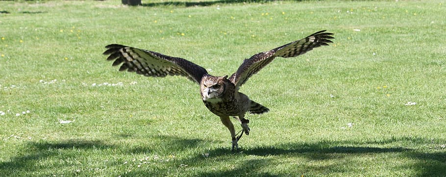 Owl, Flying, Bird, grass, animals in the wild, animal wildlife HD wallpaper