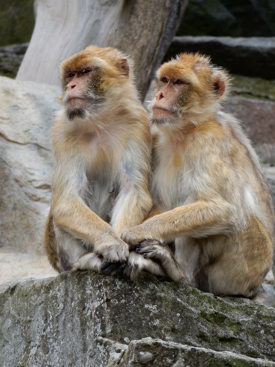 äffchen, monkey, zoo, couple, cute, animal, mammal, wildlife HD wallpaper