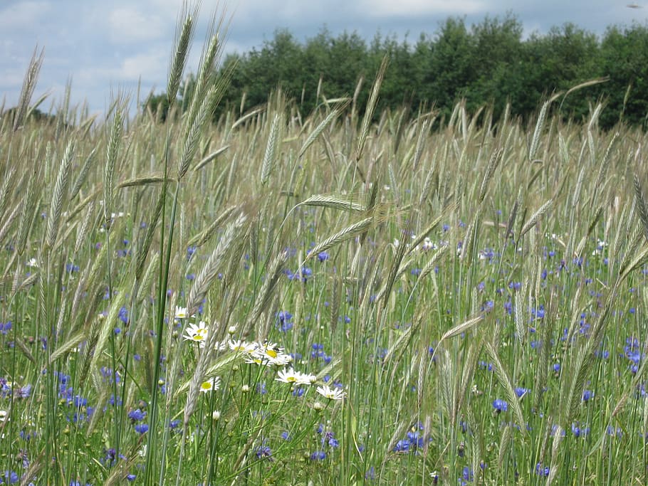wheatfield, summer, nature, plant, growth, land, beauty in nature HD wallpaper