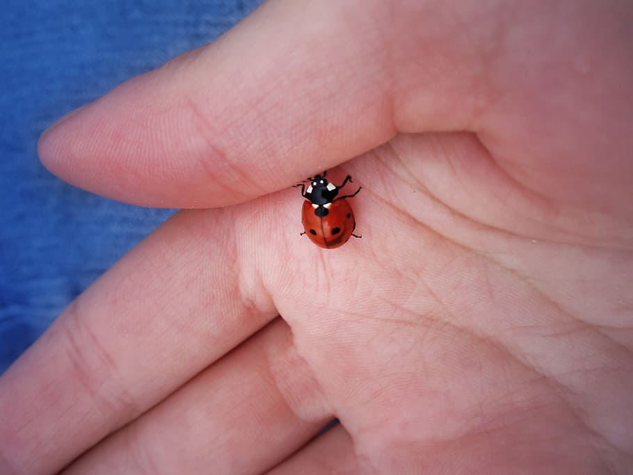 ladybug, luck, hand, insect, human body part, human hand, invertebrate HD wallpaper