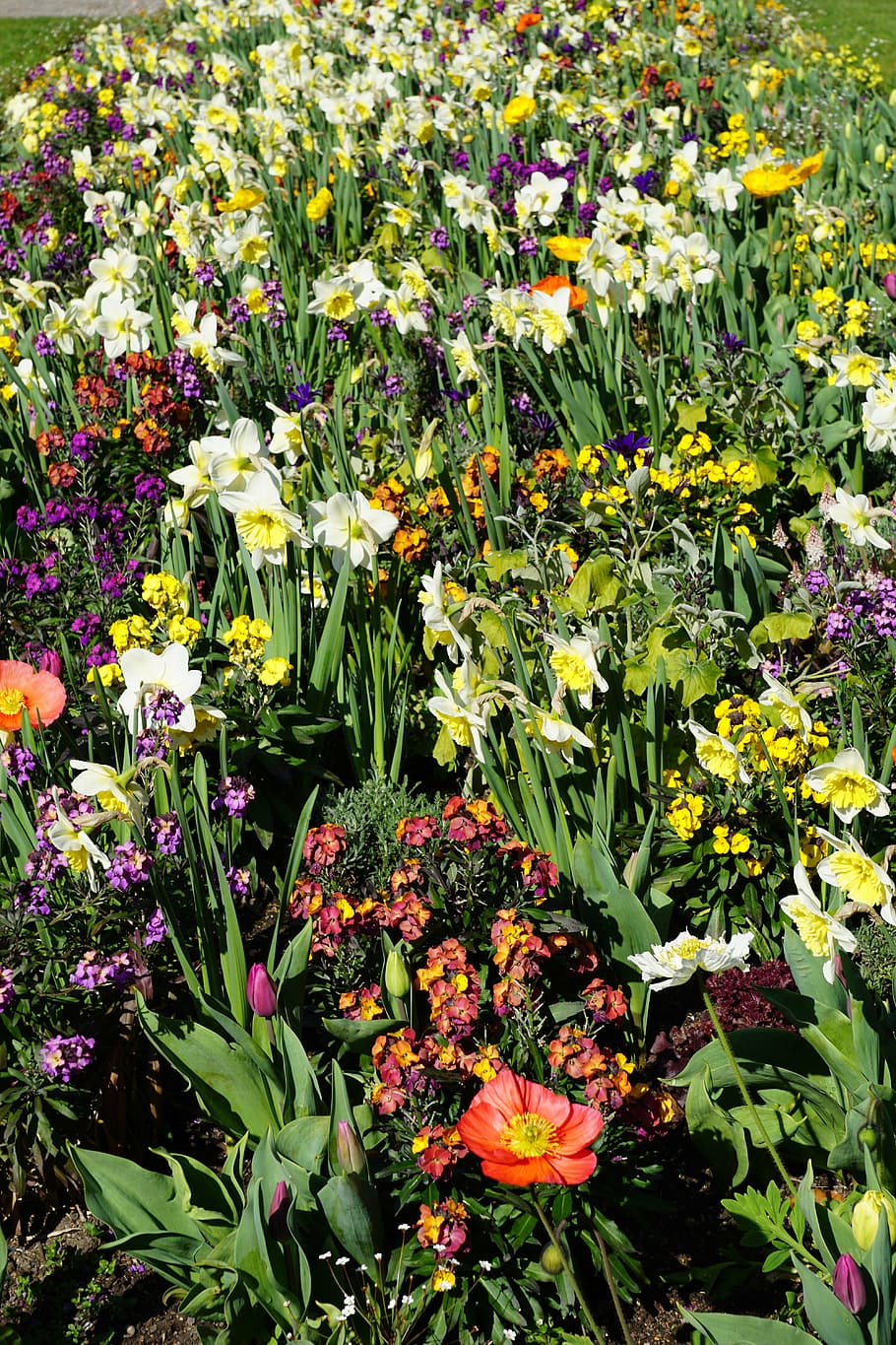 flower, spring, blossom, bloom, plant, nature, green, field HD wallpaper