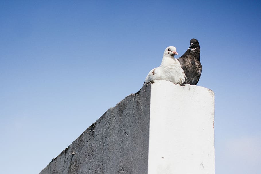 Two Is Better Than One, two white and gray birds on gray concrete wall HD wallpaper
