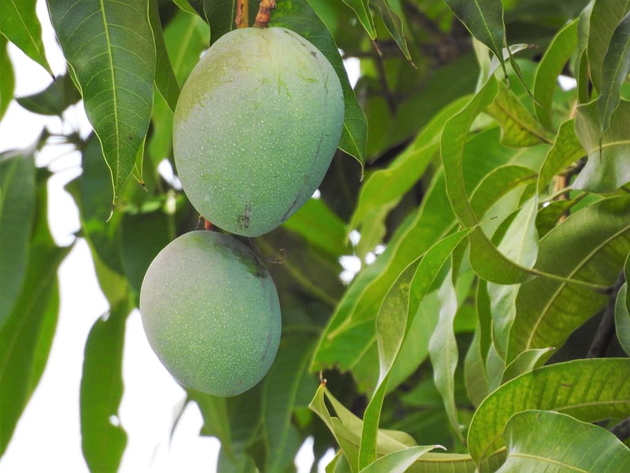 mango, mango tree, tropical, food, fruit, nature, fresh, natural, HD wallpaper