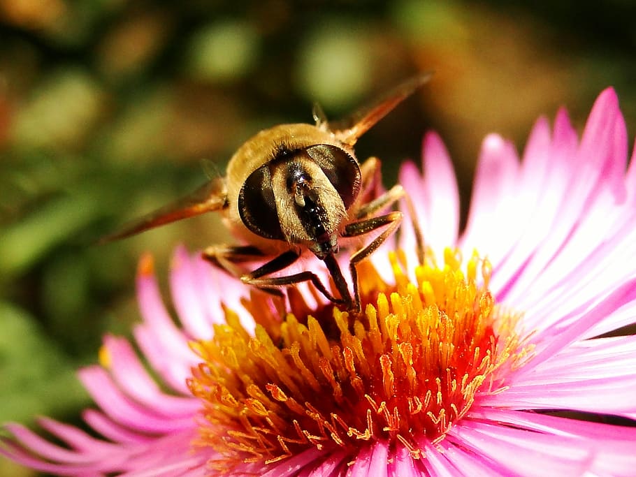 nature, apiformes, insect, pollen, honey, animals, muchówki HD wallpaper