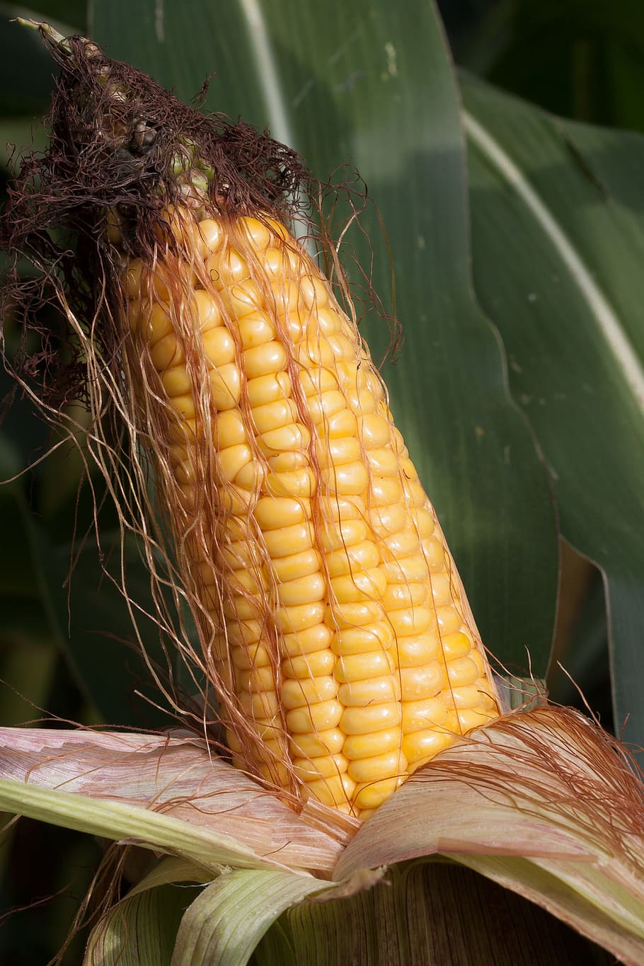 corn on the cob, zea mays, cereals, food, autumn, kukuruz, culture of maize, HD wallpaper