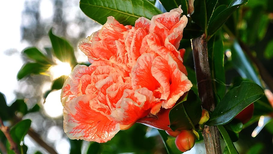 shell apple, bloom, summer, plant, beauty in nature, freshness HD wallpaper