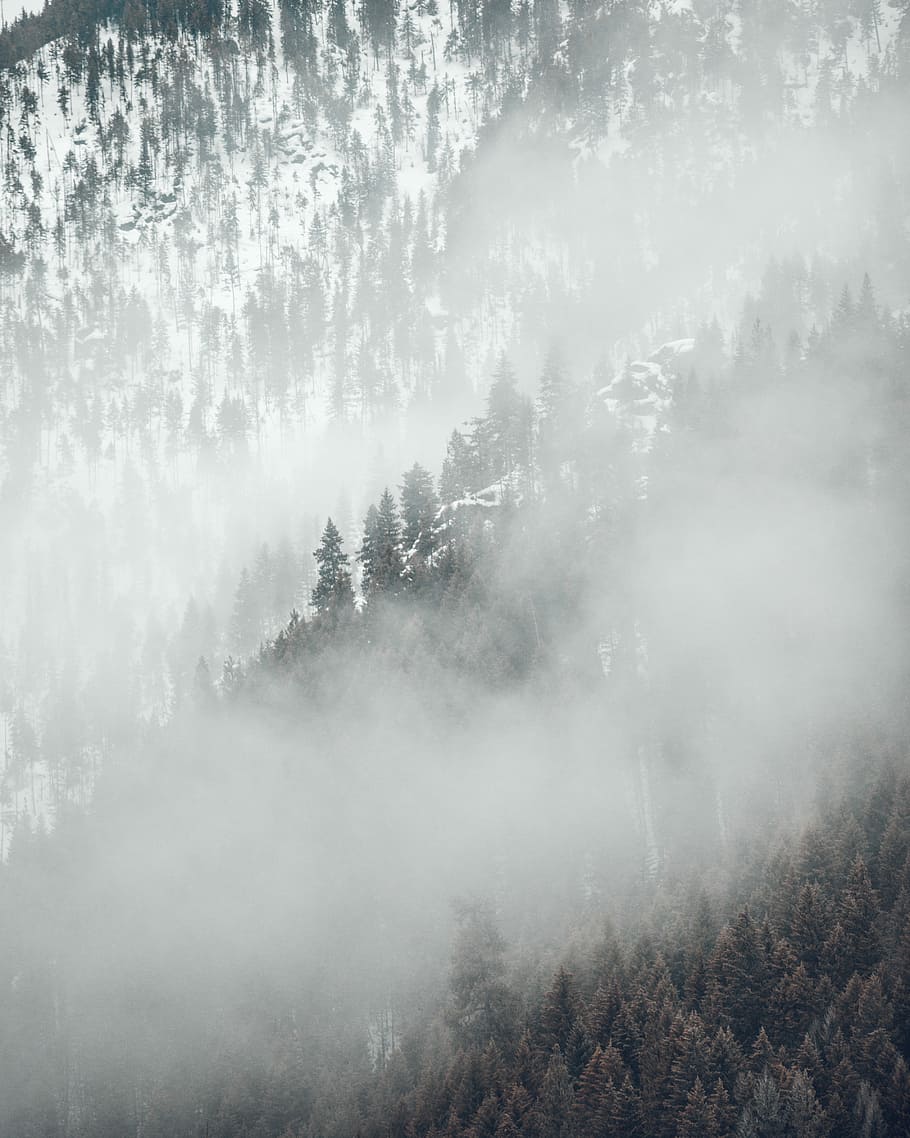 aerial photography of trees on mountains covered with fog at daytime, aerial photo of forest during daytime HD wallpaper