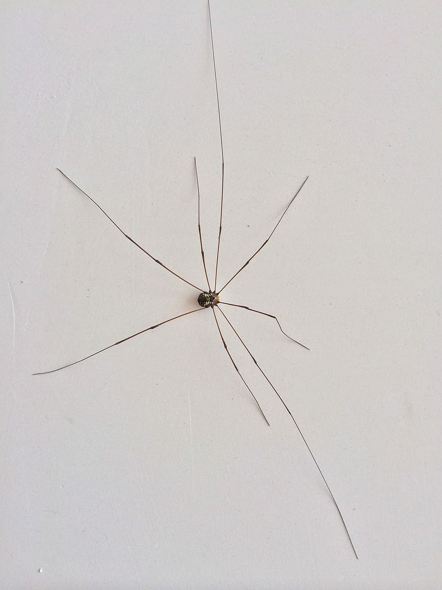 Monster, Insect, Spider, mosquito, fragility, no people, day HD wallpaper