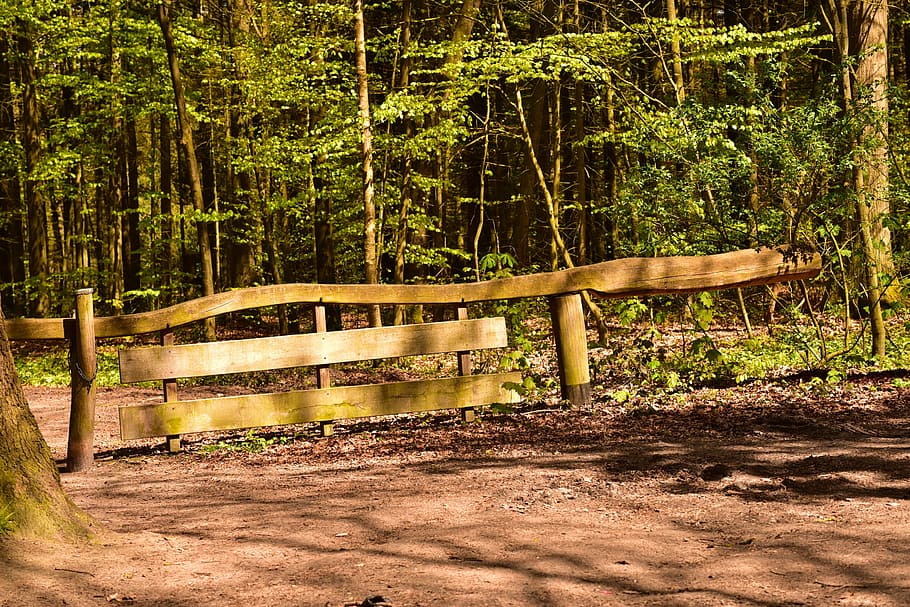 forest, goal, input, nature, leaves, landscape, wood, passage HD wallpaper