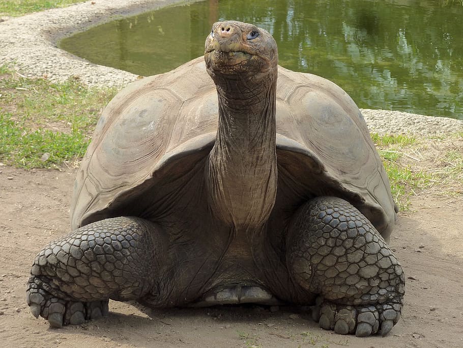 brown tortoise, giant tortoise, upright, from the front, long neck