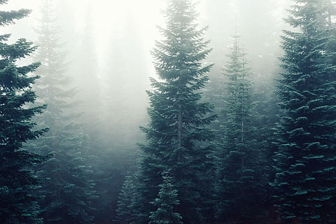 tall green tress covered with fogs, black, branches, forest, gray HD wallpaper