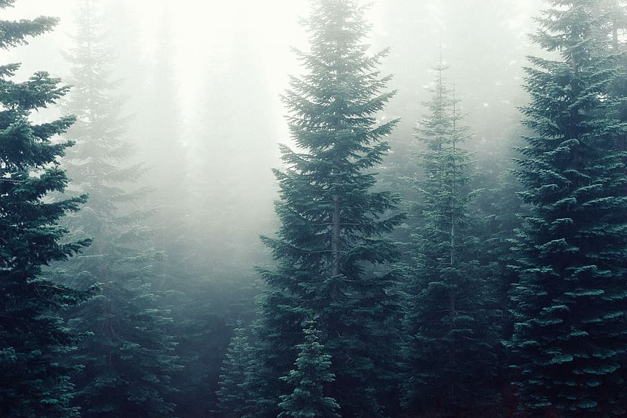 tall green tress covered with fogs, black, branches, forest, gray HD wallpaper