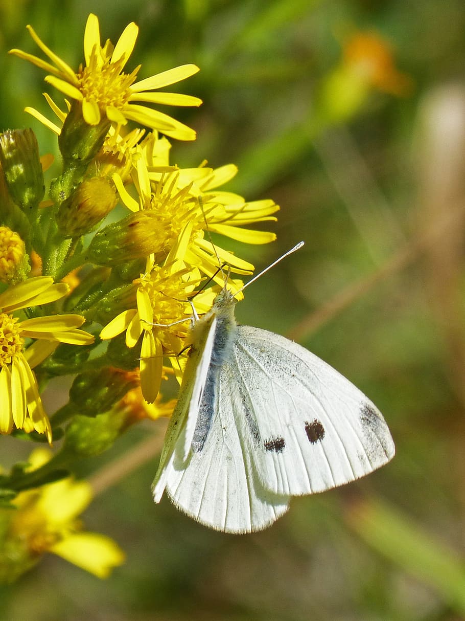butterfly, white, flower, macro, flowering plant, fragility HD wallpaper