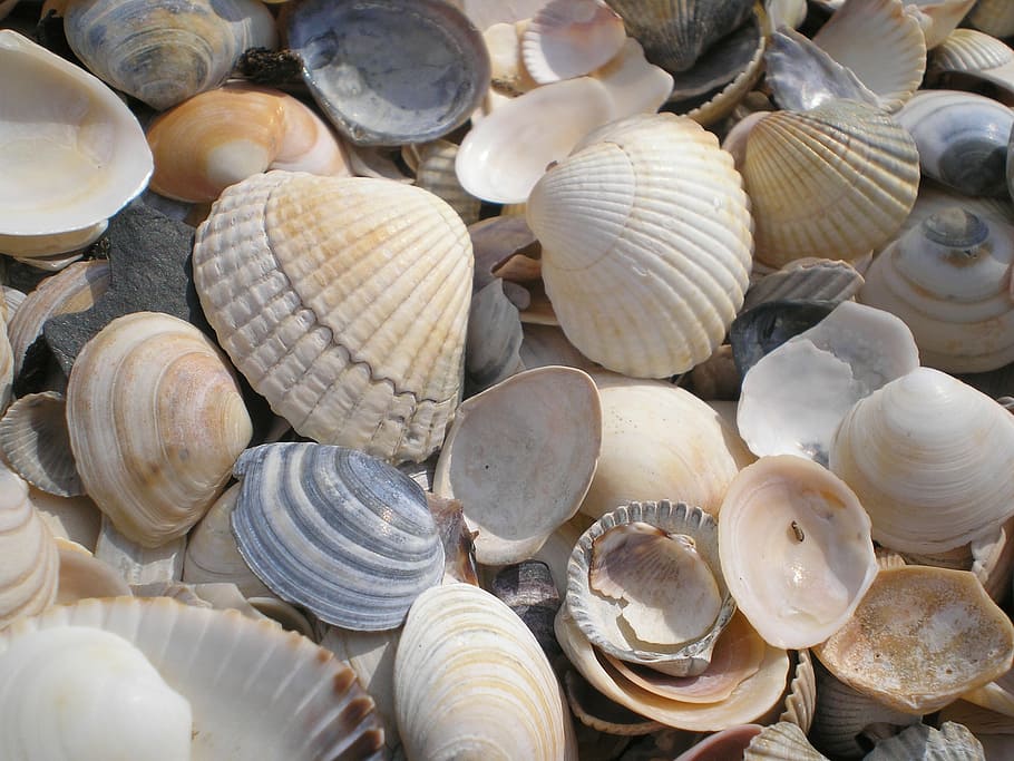 clamshell lot, sea, beach, holiday, decoration, mussels, animal shell, HD wallpaper