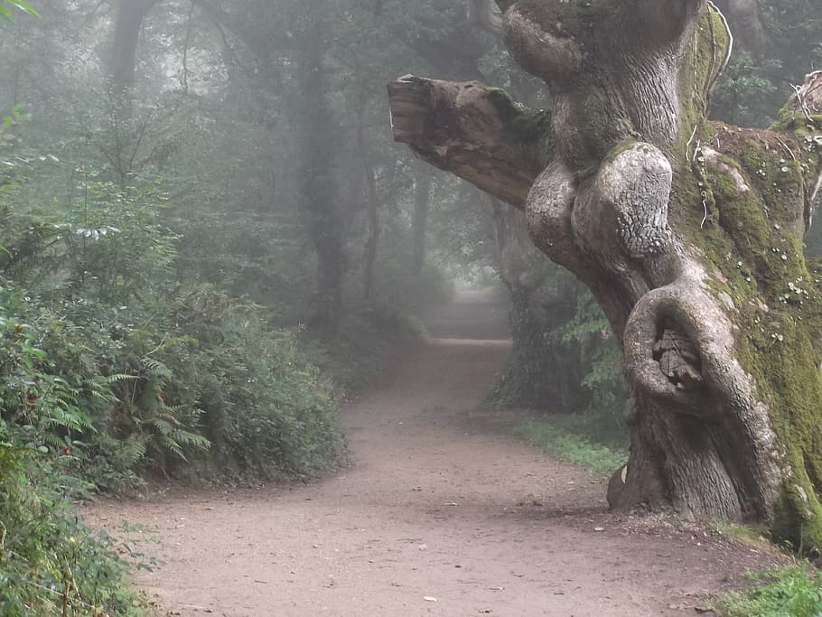 green tree and bush, misty, fog, path, forest, scenery, woods HD wallpaper