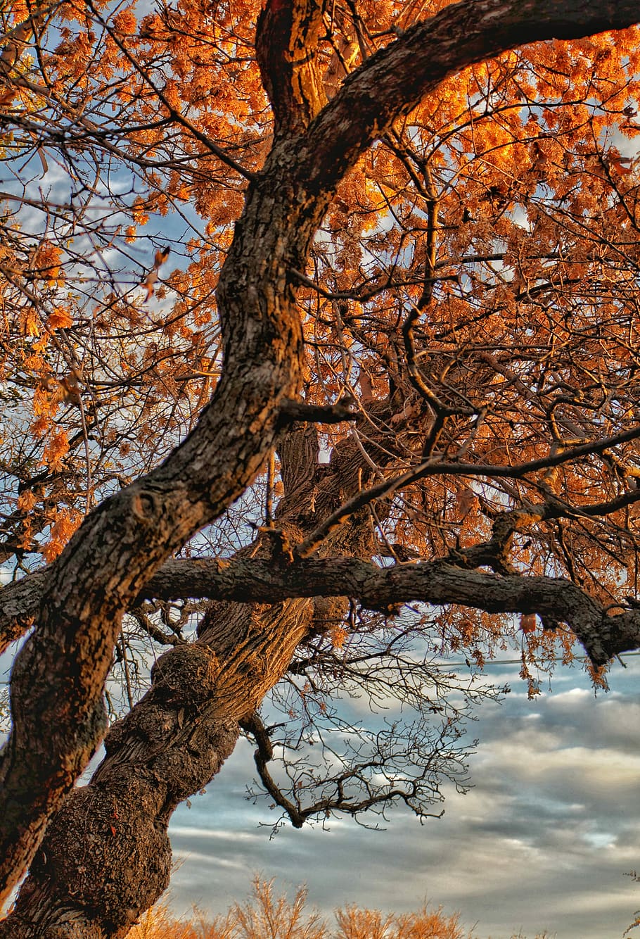 brown tree during cloudy day, ground shot of maple tree, branch HD wallpaper