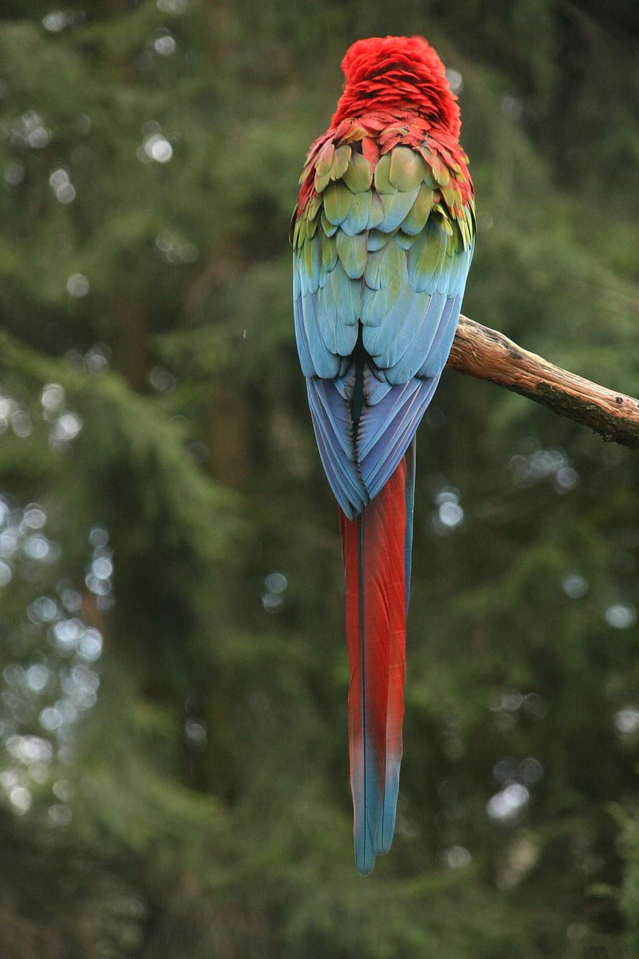 parrot, bird, red, blue, green, tree-seater, nature, feathers HD wallpaper