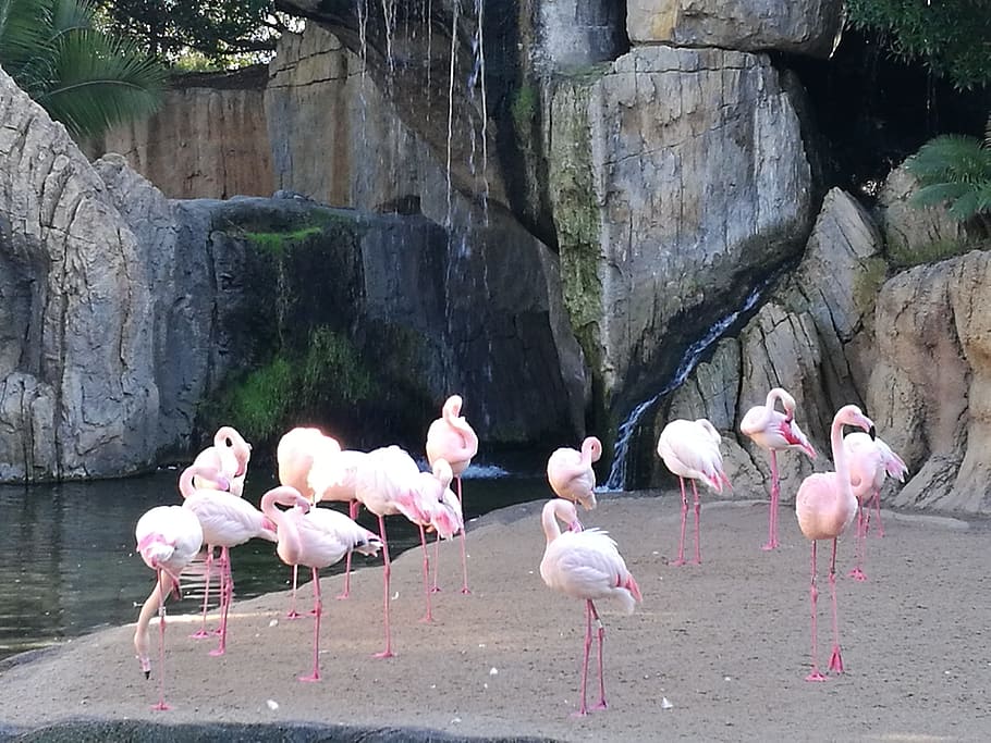 Flamingo, Bird, Waterfall, Rock, Nature, animal, wildlife, pink Color HD wallpaper