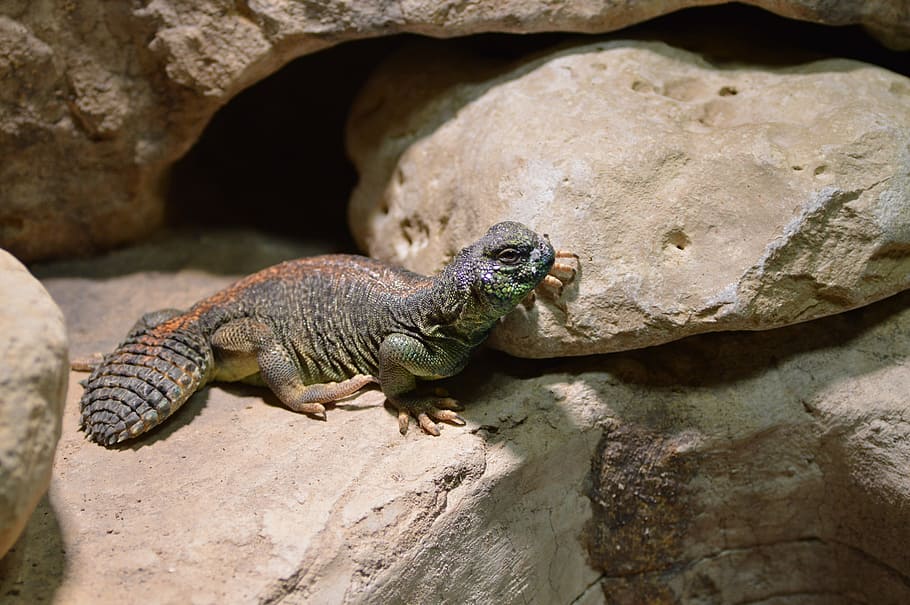 lizard, zoo, reptile, animal themes, animal wildlife, one animal HD wallpaper