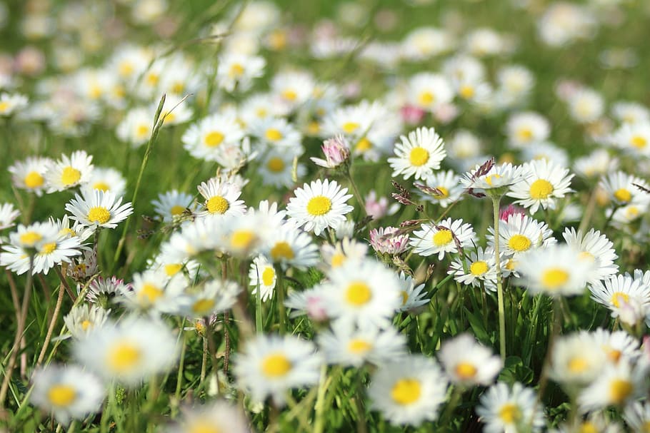 flowers, grass, summer, daisy, white flowers, nature, chamomile Plant HD wallpaper