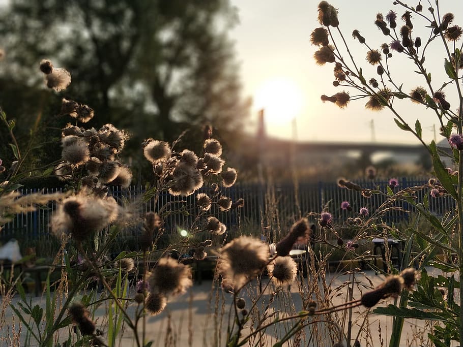 twilight, hay, at dusk, plant, growth, nature, beauty in nature HD wallpaper